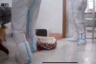 O echipa sanitara a ucis un caine cu ranga, in timp ce stapanii lui erau in carantina - VIDEO O echipa sanitara a ucis un caine cu ranga, in timp ce stapanii lui erau in carantina - VIDEO