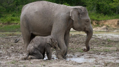 Un pui de elefant de Sumatra a murit, dupa ce o capcana i-a retezat jumatate de trompa Un pui de elefant de Sumatra a murit, dupa ce o capcana i-a retezat jumatate de trompa