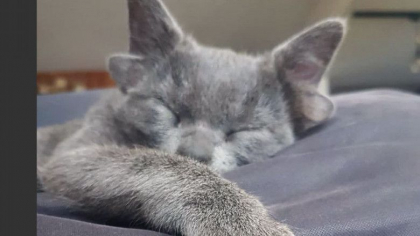 Cum arata pisoiul cu 4 urechi, noua senzatie de pe internet - FOTO/VIDEO Cum arata pisoiul cu 4 urechi, noua senzatie de pe internet - FOTO/VIDEO