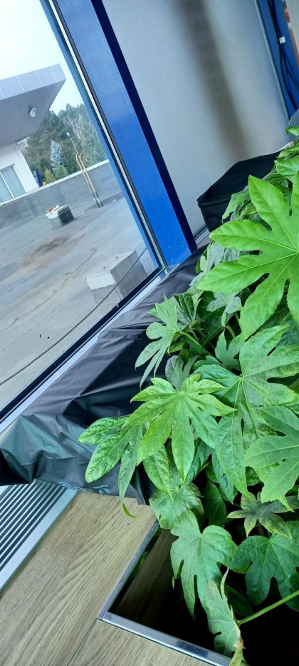 400 de pachete de tigari si doua brichete de tutun - gasite sub un ghiveci de flori din Aeroportul International Chisinau