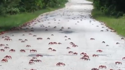 Imagini spectaculoase cu migratia crabilor, in Australia: Autoritatile le-au construit un pod, ca sa nu fie calcati de masini - VIDEO Imagini spectaculoase cu migratia crabilor, in Australia: Autoritatile le-au construit un pod, ca sa nu fie calcati de masini - VIDEO