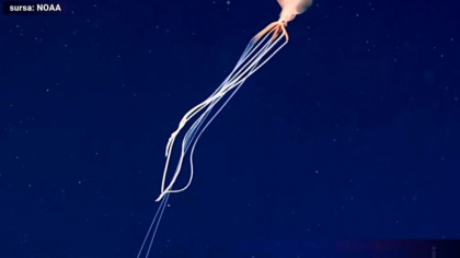 Aparitie rara in adancurile oceanului. Vietatea care a fost zarita doar de cateva ori pana acum - FOTO Aparitie rara in adancurile oceanului. Vietatea care a fost zarita doar de cateva ori pana acum - FOTO