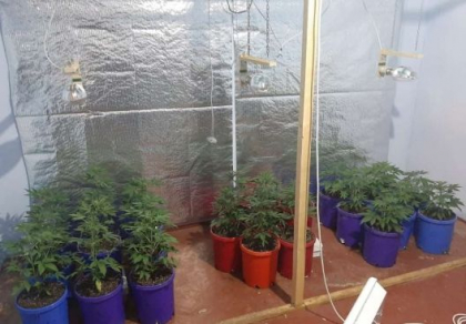 Canepa in valoare de 300 de mii de lei - confiscata din locuinta unui barbat din Balti. Individul - retinut pentru 30 de zile - FOTO Canepa in valoare de 300 de mii de lei - confiscata din locuinta unui barbat din Balti. Individul - retinut pentru 30 de zile - FOTO