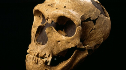 Un om de Neanderthal, cel mai vechi caz de transmitere a unei boli de la animal la om. Boala, in aceeasi categorie cu COVID-19