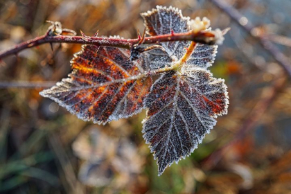Cer noros si temperaturi de pana la minus 3 grade Celsius. Cum va fi vremea astazi, prima zi de iarna - FOTO