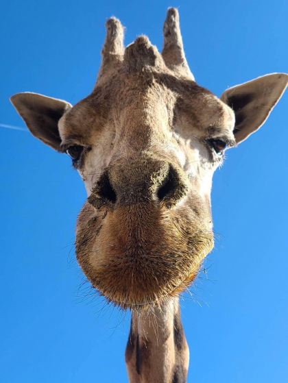 Cea mai batrana girafa din Japonia a murit la varsta de 32 de ani - FOTO Cea mai batrana girafa din Japonia a murit la varsta de 32 de ani - FOTO
