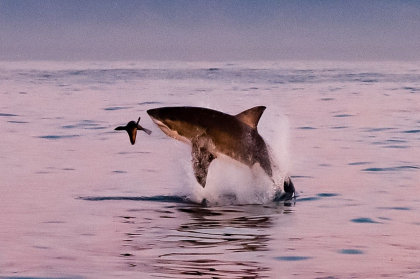 Momentul in care un pui de foca reuseste sa scape de un rechin urias din specia „Marele Alb” Momentul in care un pui de foca reuseste sa scape de un rechin urias din specia „Marele Alb”