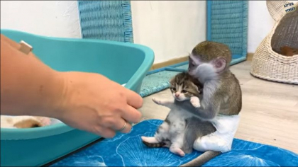 Dovezi de atasament in lumea animalelor: o maimutica isi protejeaza prietenii pisoi - VIDEO Dovezi de atasament in lumea animalelor: o maimutica isi protejeaza prietenii pisoi - VIDEO