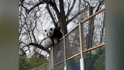 Momentul cand un urs panda incearca sa evadeze dintr-o gradina zoologica din Beijing - VIDEO Momentul cand un urs panda incearca sa evadeze dintr-o gradina zoologica din Beijing - VIDEO