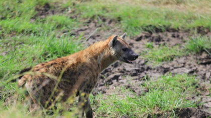 Doua persoane omorate de hiene in 24 de ore in apropiere de Nairobi