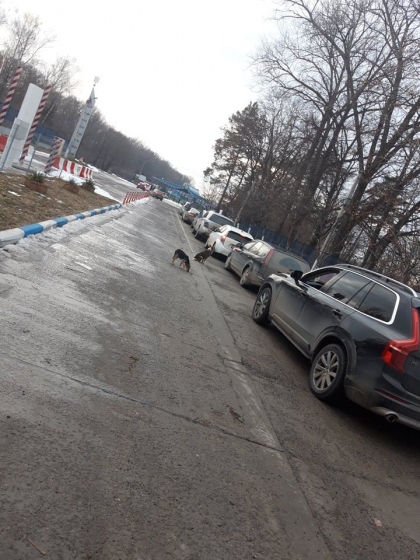 Ambuteiaj la frontiera cu Ucraina. Zeci de masini asteapta pentru a iesi din tara - FOTO/VIDEO Ambuteiaj la frontiera cu Ucraina. Zeci de masini asteapta pentru a iesi din tara - FOTO/VIDEO
