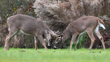 COVID-19 se raspandeste rapid printre caprioare. O noua varianta a virusului s-ar putea dezvolta printre animale (studiu)
COVID-19 se raspandeste rapid printre caprioare. O noua varianta a virusului s-ar putea dezvolta printre animale (studiu)