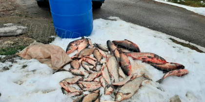 Un barbat - prins in timp ce transporta 60 de kilograme de peste viu, fara acte de provenienta - FOTO Un barbat - prins in timp ce transporta 60 de kilograme de peste viu, fara acte de provenienta - FOTO