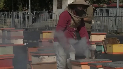 Protest neobisnuit al apicultorilor din Chile. Acestia au eliberat roiuri de albine langa palatul prezidential - VIDEO Protest neobisnuit al apicultorilor din Chile. Acestia au eliberat roiuri de albine langa palatul prezidential - VIDEO
