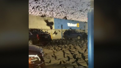 Scene ca in filmul „Pasarile”, surprinse in parcarea unui centru comercial din Texas - VIDEO