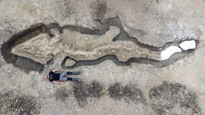 Cercetatorii britanici au descoperit cea mai mare fosila a unui ihtiozaur, cu o vechime de aproximativ 180 de milioane de ani. Scheletul are 10 metri lungime, iar craniul cantareste circa o tona - VIDEO