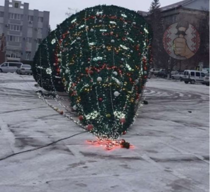 Bradul din Briceni - doborat la pamant de vantul puternic - FOTO Bradul din Briceni - doborat la pamant de vantul puternic - FOTO