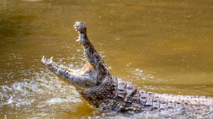 O fetita de noua ani din Indonezia a fost ucisa de un crocodil
