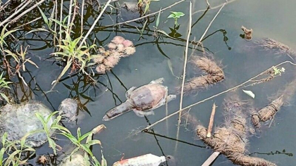 Zeci de testoase au murit intr-un lac de langa Mumbai. Cel mai probabil au fost otravite intentionat Zeci de testoase au murit intr-un lac de langa Mumbai. Cel mai probabil au fost otravite intentionat