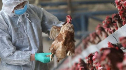 Un sat din Telenesti - in carantina. ANSA a depistat cazuri de gripa aviara la pasarile domestice. Proprietarii au sacrificat vietatile - FOTO
Un sat din Telenesti - in carantina. ANSA a depistat cazuri de gripa aviara la pasarile domestice. Proprietarii au sacrificat vietatile - FOTO