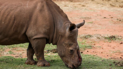 Un rinocer sud-african desfigurat de braconieri s-a intors in salbaticie dupa 6 ani de tratament si 30 de operatii Un rinocer sud-african desfigurat de braconieri s-a intors in salbaticie dupa 6 ani de tratament si 30 de operatii