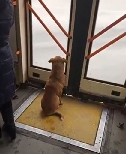 Un caine, surprins in timp ce se plimba cu un troleibuz in capitala - VIDEO
