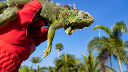 Fenomen neobisnuit in Florida. Este atat de frig, incat iguanele inghetate cad din copaci Fenomen neobisnuit in Florida. Este atat de frig, incat iguanele inghetate cad din copaci