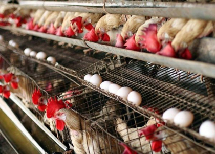 Rusia interzice importul produselor avicole din Republica Moldova Rusia interzice importul produselor avicole din Republica Moldova
