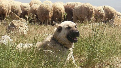 Caz socant la Comrat. Un barbat a murit, dupa ce a fost muscat de un caine Caz socant la Comrat. Un barbat a murit, dupa ce a fost muscat de un caine