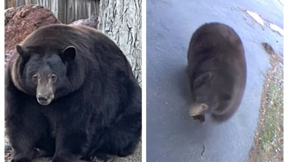Oamenii dintr-un oras californian sunt exasperati de „Hank the tank”, ursul care le fura mancarea si le distruge casele Oamenii dintr-un oras californian sunt exasperati de „Hank the tank”, ursul care le fura mancarea si le distruge casele