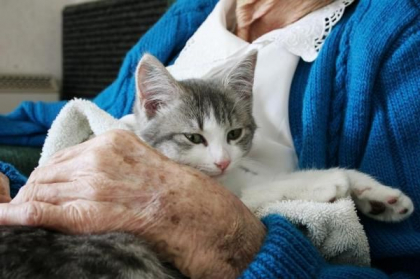 Refugiatii din Ucraina pot sa intre in Republica Moldova cu animalele de companie Refugiatii din Ucraina pot sa intre in Republica Moldova cu animalele de companie