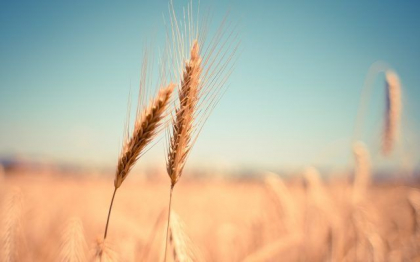 Rusia interzice exporturile de cereale si zahar in Armenia, Belarus, Kazahstan, Kargazstan, dar neaga riscul unei penurii de produse alimentare Rusia interzice exporturile de cereale si zahar in Armenia, Belarus, Kazahstan, Kargazstan, dar neaga riscul unei penurii de produse alimentare