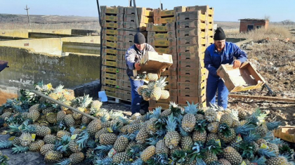 Aproape trei mii de kilograme de ananas - depistate cu substante chimice. ANSA: "Este depasita limita maxima admisibila, de 6 ori" Aproape trei mii de kilograme de ananas - depistate cu substante chimice. ANSA: "Este depasita limita maxima admisibila, de 6 ori"