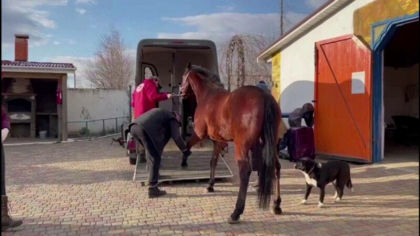Proprietarii de cai din Odesa cauta solutii pentru a-si salva animalele din calea razboiului Proprietarii de cai din Odesa cauta solutii pentru a-si salva animalele din calea razboiului
