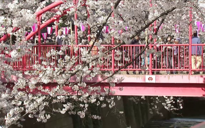 Peisaje de basm in Japonia. Sezonul ciresilor infloriti, simbol al noilor inceputuri, atrage mii de turisti