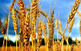 Ministrul Agriculturii si Industriei Alimentare, despre o eventuala criza alimentara: „Avem resurse suficiente ca sa mentinem situatia sub control”