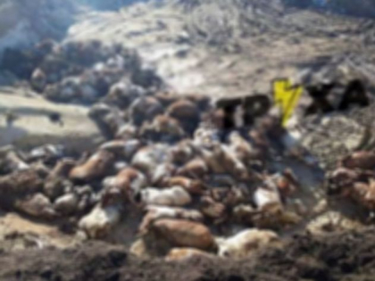Ferma din Harkov, decimata de trupele ruse. „Au impuscat zeci de vaci si vitei. De ce? Fiindca de aici erau hraniti copiii nostri” Ferma din Harkov, decimata de trupele ruse. „Au impuscat zeci de vaci si vitei. De ce? Fiindca de aici erau hraniti copiii nostri”