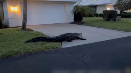 Un aligator de trei metri, vizita neasteptata de Pastele catolic intr-un cartier din Florida Un aligator de trei metri, vizita neasteptata de Pastele catolic intr-un cartier din Florida