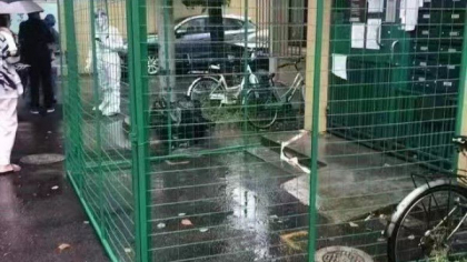 Gardurile verzi aparute pe neasteptate in fata blocurilor si pe strazile din Shanghai. „Nimeni nu poate iesi. Ma simt neajutorat”