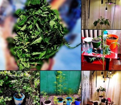 Si-a facut un „mini-laborator” si planta canepa in propria locuinta. Un tanar din Orhei - retinut de oamenii legii. Cum erau crescute plantele - VIDEO