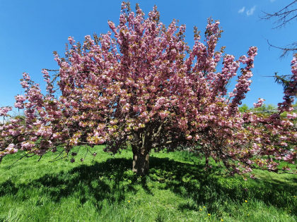 Pomii de Sakura au inflorit si la noi in tara. La Gradina Botanica oamenii au venit sa admire frumusetea nemaipomenita - FOTO Pomii de Sakura au inflorit si la noi in tara. La Gradina Botanica oamenii au venit sa admire frumusetea nemaipomenita - FOTO