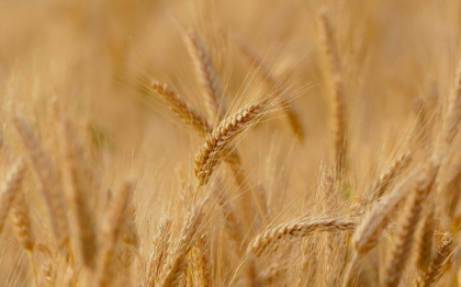 Ucraina a exportat peste un milion de tone de cereale in aprilie, in ciuda razboiului declansat de Rusia Ucraina a exportat peste un milion de tone de cereale in aprilie, in ciuda razboiului declansat de Rusia