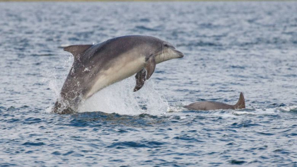 Zeci de delfini din Marea Neagra au murit. Cercetatorii spun ca razboiul din Ucraina ar putea fi cauza
Zeci de delfini din Marea Neagra au murit. Cercetatorii spun ca razboiul din Ucraina ar putea fi cauza