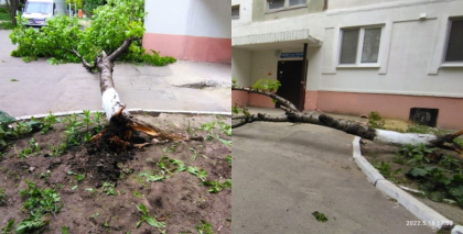 Vantul puternic face ravagii in capitala. Un copac a cazut in curtea unui bolc din sectorul Ciocana - FOTO Vantul puternic face ravagii in capitala. Un copac a cazut in curtea unui bolc din sectorul Ciocana - FOTO