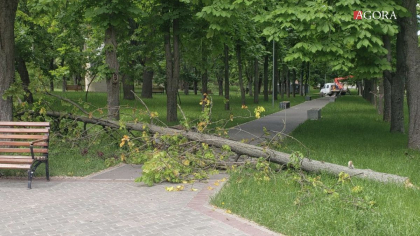 Inca un arbore a cazut in parcul Alunelul din capitala, in urma vantului puternic - FOTO Inca un arbore a cazut in parcul Alunelul din capitala, in urma vantului puternic - FOTO