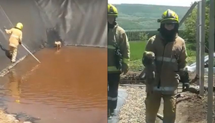Doua vulpi - salvate de la inec dintr-un bazin acvatic din Ungheni. IGSU: „Trecatorii au auzit urletele disperate ale animalelor” - VIDEO Doua vulpi - salvate de la inec dintr-un bazin acvatic din Ungheni. IGSU: „Trecatorii au auzit urletele disperate ale animalelor” - VIDEO