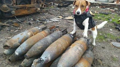 Patron, cainele genist din Ucraina, a fost premiat la Festivalul de la Cannes pentru munca sa din timpul razboiului Patron, cainele genist din Ucraina, a fost premiat la Festivalul de la Cannes pentru munca sa din timpul razboiului