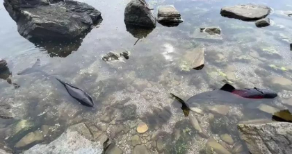 Razboiul din Ucraina face victime si in Marea Neagra. „Sunt arsi de fosfor” - VIDEO Razboiul din Ucraina face victime si in Marea Neagra. „Sunt arsi de fosfor” - VIDEO