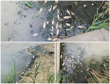 Zeci de pesti morti plutesc pe lacul din parcul Valea Morilor din capitala - FOTO
Zeci de pesti morti plutesc pe lacul din parcul Valea Morilor din capitala - FOTO