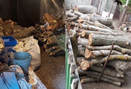 Mai multi copaci de nuc dintr-o padure din Falesti - taiati ilegal. Oamenii legii au gasit faptasii - FOTO Mai multi copaci de nuc dintr-o padure din Falesti - taiati ilegal. Oamenii legii au gasit faptasii - FOTO